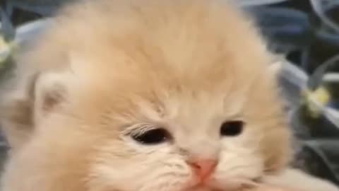 Naughty Cute cat video 😍