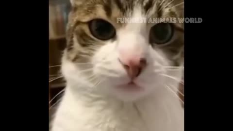 funny cats and dogs compilation