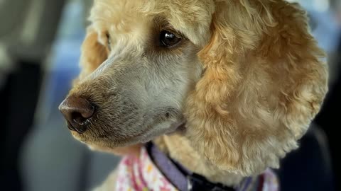 7 Reasons You Should NOT Get a Standard Poodle