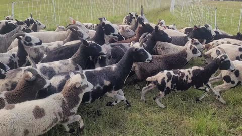 Sheep running to new pasture