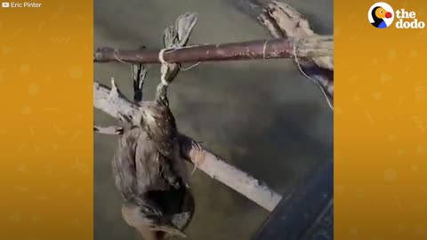 GUY Has Sweet CONVERSATION With Bird He’s Rescuing