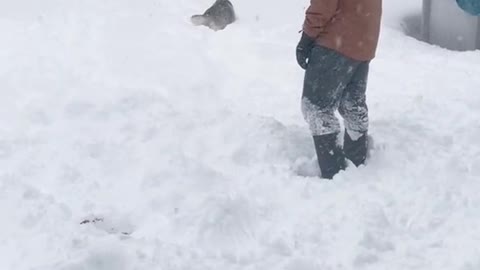 When you tell your husky it's time to go inside after being in the snow all day