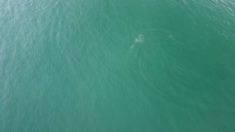 Bottlenose Dolphin Plays With Its Breakfast