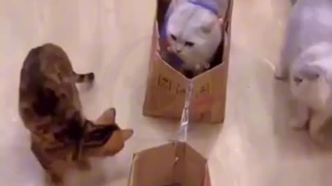 All Aboard the Purr Express: Feline Friends Create Adorable 'Cat Train'!