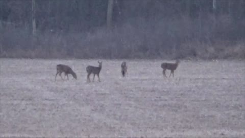 Video's Of Bow Hunting Tonight. 1/7/23