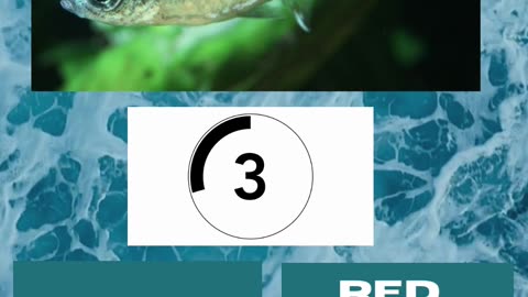 Fish Frenzy 6 A fast-paced quiz short