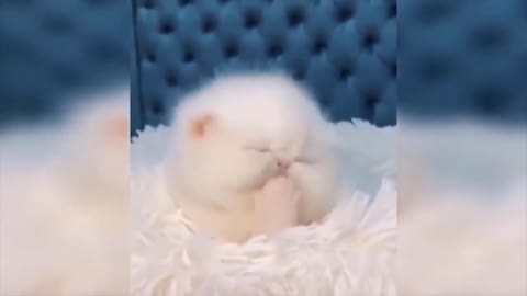 Funniest and Cutest Kittens and Cats Ever Funny Video - Funny Animals