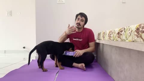 HOW TO TRAIN YOUR PUPPY FOR FOOD DISCIPLINE - 3 MONTHS OLD ROTTWEILER PUPPY TRAINING | DOG TRAINING