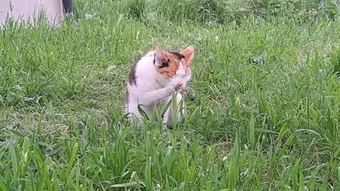 ute cat with hand cleaning face.