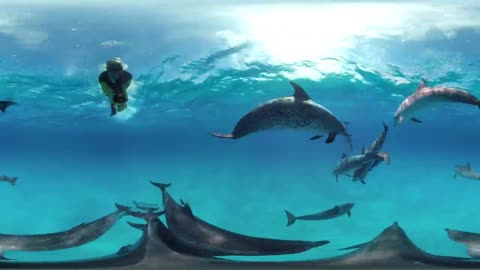 GoPro VR: Swimming with Wild Dolphins in the Ocean