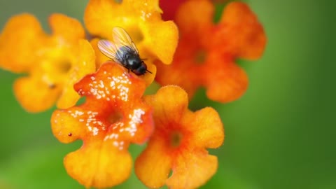 Flowers With Bee Or Macro Flowers