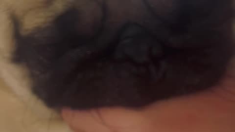 Peanut The Pug Cobbing ASMR