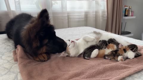 ZERMAN SHEPHERD puppy meets mom cat with newborn...