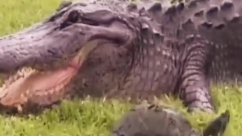 A crocodile tries to eat a turtle, what happens next would shock you