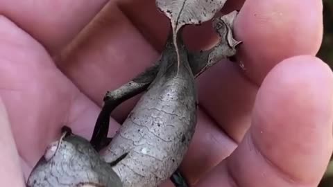 LEAF TAILED GECKO