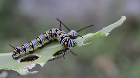 Caterpillar eating Leaves