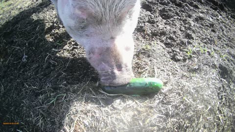 DO PIGS LIKE CUCUMBERS