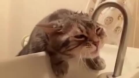 funny cat