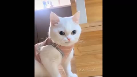 OmgSoCute Funny Cat Videos 2022 (Part02)im