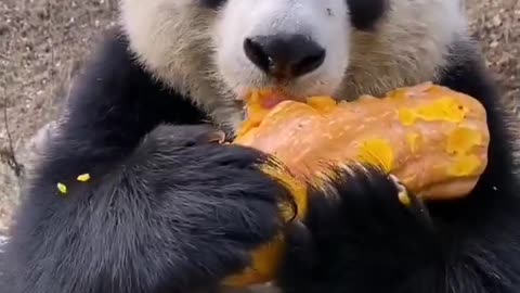 A beautiful panda eating food.