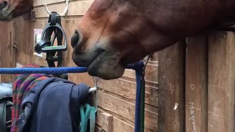 Funny Horse