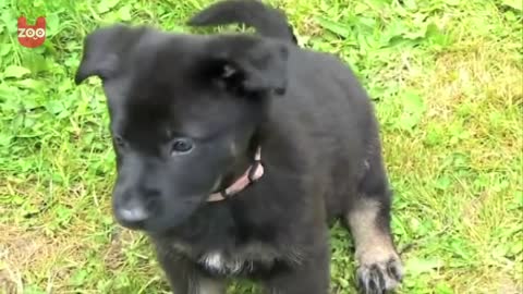 Adorable Police Puppies in Training 🐶 🥰