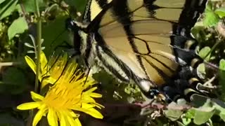 Eastern Tiger Swallowtail Butterfly