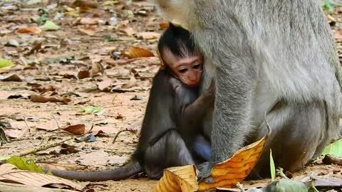 Funny animal# baby monkey feeding milk#44#love animal.