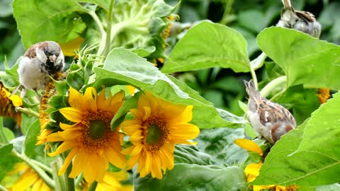 Birds eat sunflower