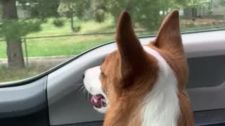 Loki goes for a ride