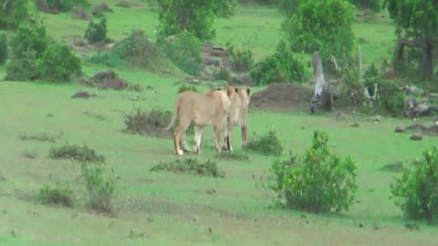 Lions and Vultures and Tracks and more in Maasai Mara