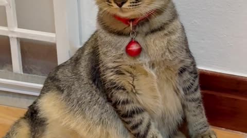 Cat baffled by pet food dispenser