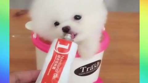 cute & funny dog |tik tok funny dog #shorts