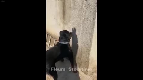 Best Cats and Dogs Videos 😅 Funniest Animals 2024