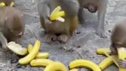 Look how monkeys attack banana meal!