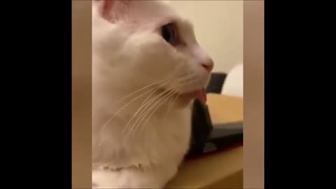 Funny Cat Videos