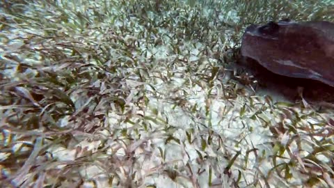 ***Snorkelling Shark Ray Alley, Belize***