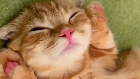 baby cats funny videos #4 | cat's doing funny things videos kittens