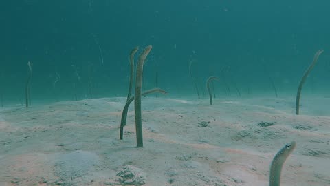 Eels Emerge From Sea Floor