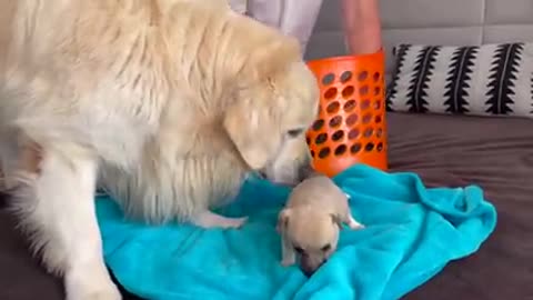 Golden Retriever Meets Puppies for the First Time