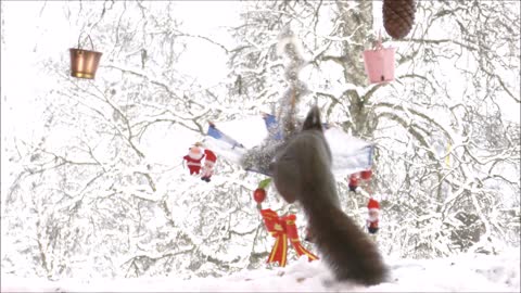 Squirrel on Christmas umbrella