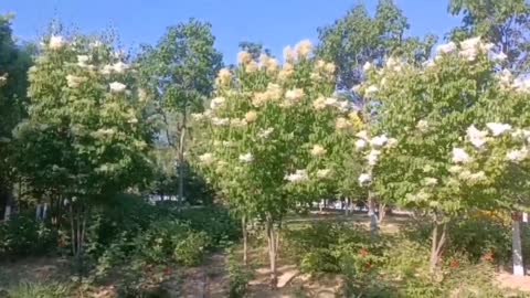 We went into the woods and saw the trees were full of flowers