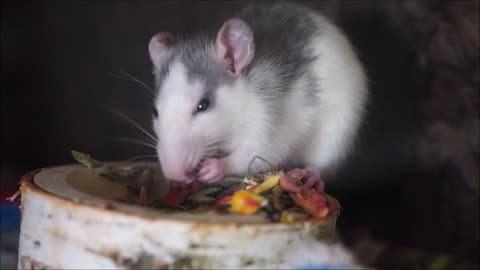 A smart rat eating so fast||cute rat||lovely rat