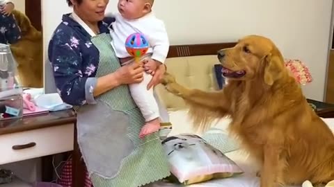 See how the family dog watches over the baby