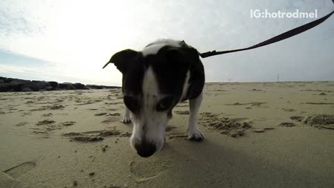 Go pro dog on wheelchair on beach walking