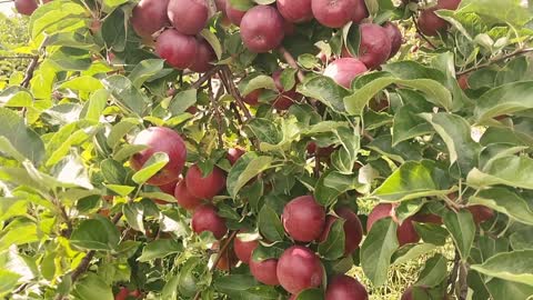 MONTREAL APPLE TREES ARE EVERYWERE