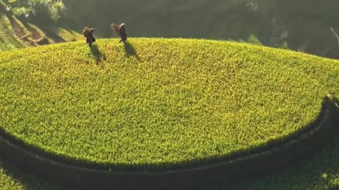 These incredible rice terraces look like a spaceship landing pad🇻🇳