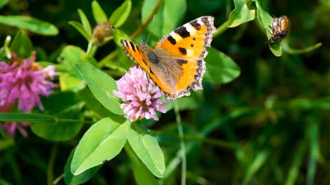 Beautiful Butterfly