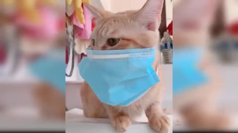 Cat face mask Funny cat videos cute kitten dancing kitten compilation