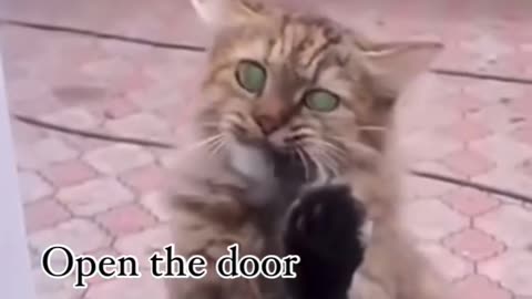 I’ve something for you, please open the door #catholic #catsoftheworld #funny #rat #catrat #usa